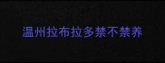 温州拉布拉多禁不禁养
