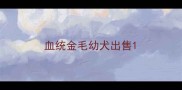 血统金毛幼犬出售