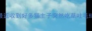 姐妹们最近收到好多猫主子突然吃草吐毛球的投稿