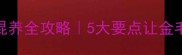 拉布拉多和泰迪混养全攻略5大要点让金毛和贵宾和平相处