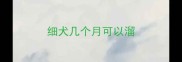 细犬几个月可以溜