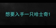 想要入手一只哈士奇