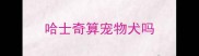 哈士奇算宠物犬吗