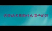 边牧幼犬狗粮什么牌子的好