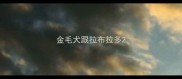 金毛犬跟拉布拉多