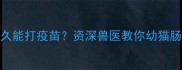 幼猫腹泻后多久能打疫苗资深兽医教你幼猫肠胃护理全攻略
