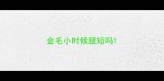金毛小时候腿短吗