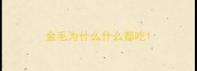 金毛为什么什么都吃