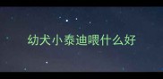 幼犬小泰迪喂什么好