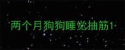 两个月狗狗睡觉抽筋