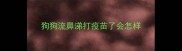 狗狗流鼻涕打疫苗了会怎样