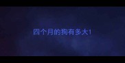 四个月的狗有多大