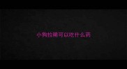 小狗拉稀可以吃什么药