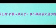 哈士奇1岁算人类几岁换牙期到成犬全攻略
