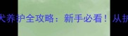 边境牧羊犬黑白花幼犬养护全攻略新手必看从护理到训练保姆级教程