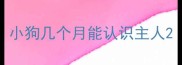 小狗几个月能认识主人