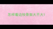 怎样看边牧骨架大不大