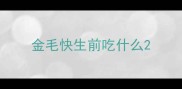 金毛快生前吃什么