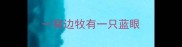 一窝边牧有一只蓝眼