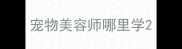 宠物美容师哪里学