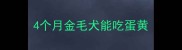 4个月金毛犬能吃蛋黄