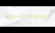 金毛一个月多吃什么