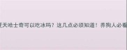 夏天哈士奇可以吃冰吗这几点必须知道养狗人必看