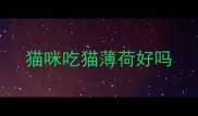 猫咪吃猫薄荷好吗