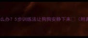 边牧爱叫怎么办5步训练法让狗狗安静下来附真实案例