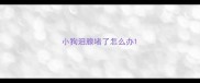 小狗泪腺堵了怎么办