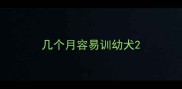几个月容易训幼犬