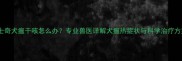 哈士奇犬瘟干咳怎么办专业兽医详解犬瘟热症状与科学治疗方案