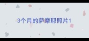 3个月的萨摩耶照片