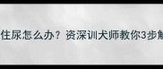 拉布拉多憋不住尿怎么办资深训犬师教你3步解决尿频问题