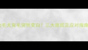 金毛犬背毛突然变白三大原因及应对指南
