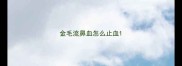 金毛流鼻血怎么止血