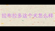拉布拉多这个犬怎么样