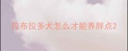 拉布拉多犬怎么才能养胖点