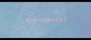 哈士奇幼犬鼻子花色