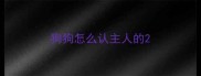 狗狗怎么认主人的