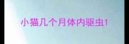 小猫几个月体内驱虫