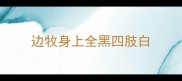 边牧身上全黑四肢白