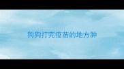 狗狗打完疫苗的地方肿