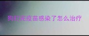 狗打完疫苗感染了怎么治疗