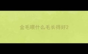 金毛喂什么毛长得好