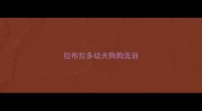 拉布拉多幼犬狗狗流泪