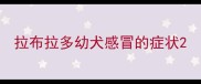 拉布拉多幼犬感冒的症状
