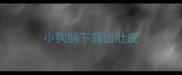小狗躺下露出肚皮
