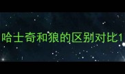 哈士奇和狼的区别对比