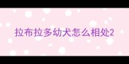 拉布拉多幼犬怎么相处
